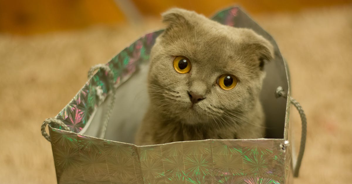 Grey Kitten on Silver Paper Bag