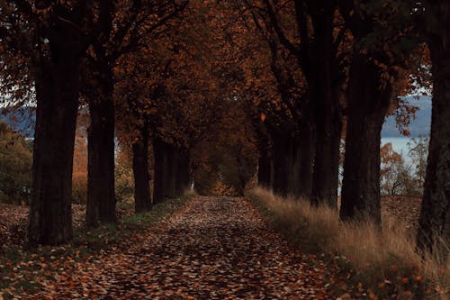 Безкоштовне стокове фото на тему «ґрунтова дорога, дерева, кольори осені»