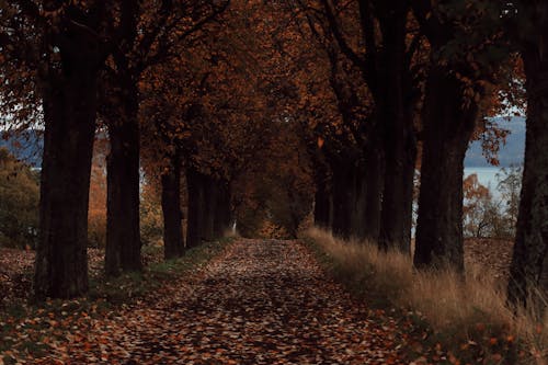 Kostenloses Stock Foto zu bäume, feldweg, fußweg