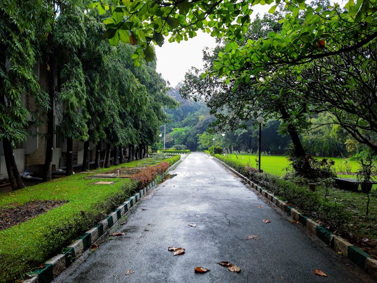 Road In Green Park