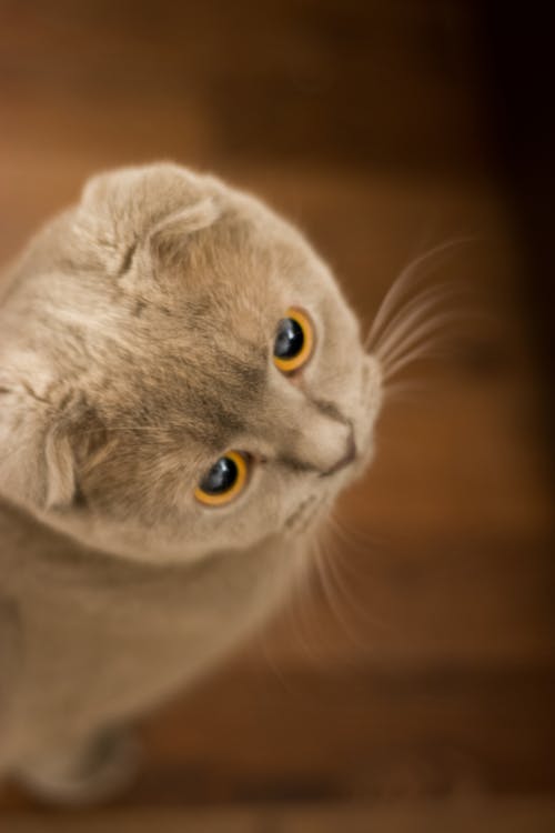 무료 회색 고양이 스톡 사진