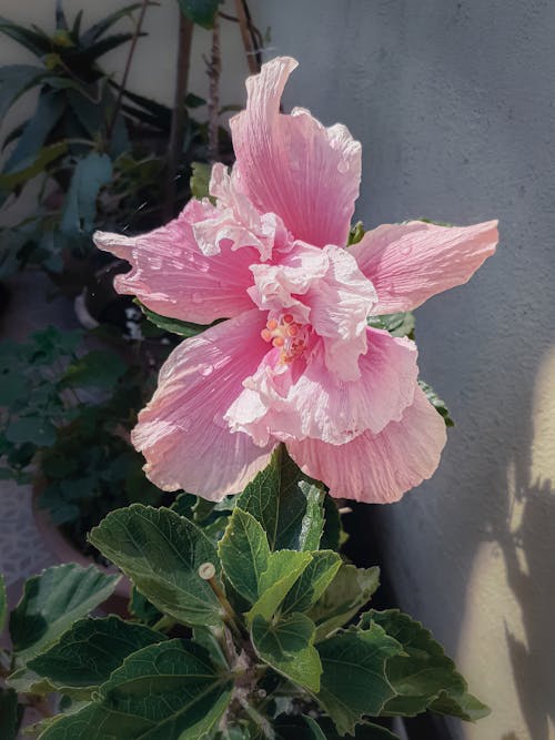 Ilmainen kuvapankkikuva tunnisteilla hibiskus