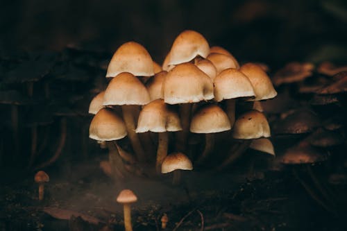 Gratis stockfoto met champignons, detailopname, zwavel plukje