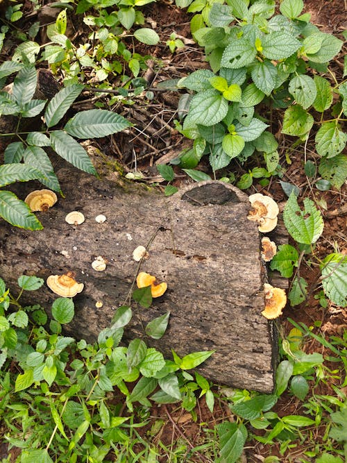 Kostnadsfri bild av vild svamp