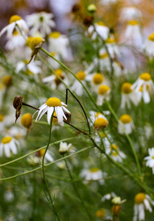 Fotos de stock gratuitas de amarillo y blanco, crecimiento, delicado