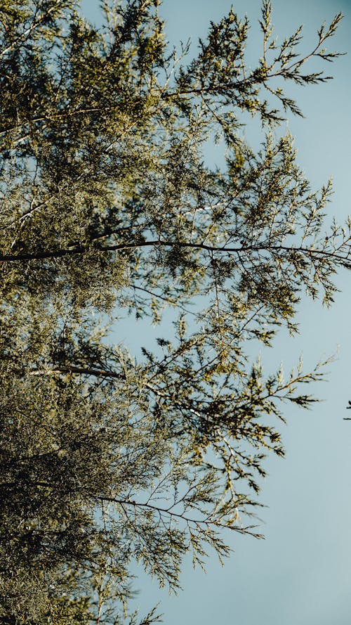 Бесплатное стоковое фото с вертикальный выстрел, голубое небо, зеленое дерево