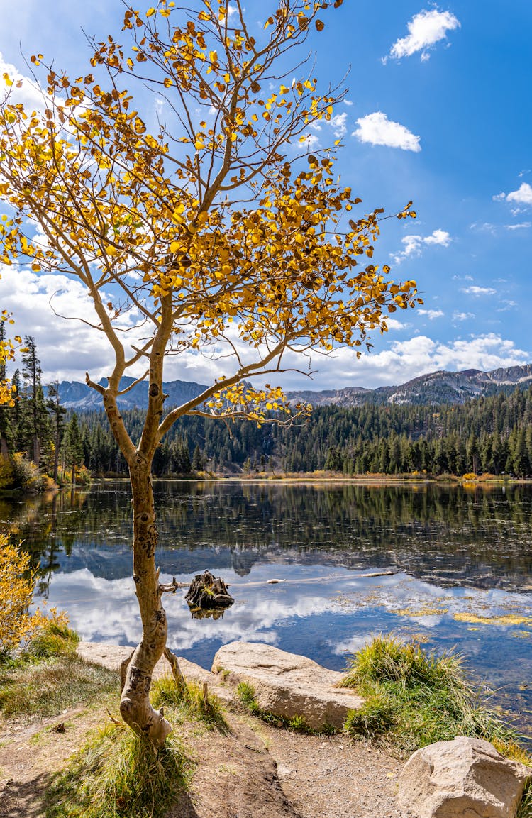 Fall Foliage, Mammoth Lakes, CA.