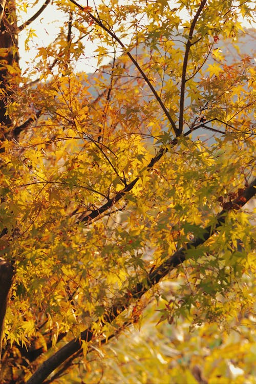 Gratis stockfoto met boom, gebladerte, gele bladeren