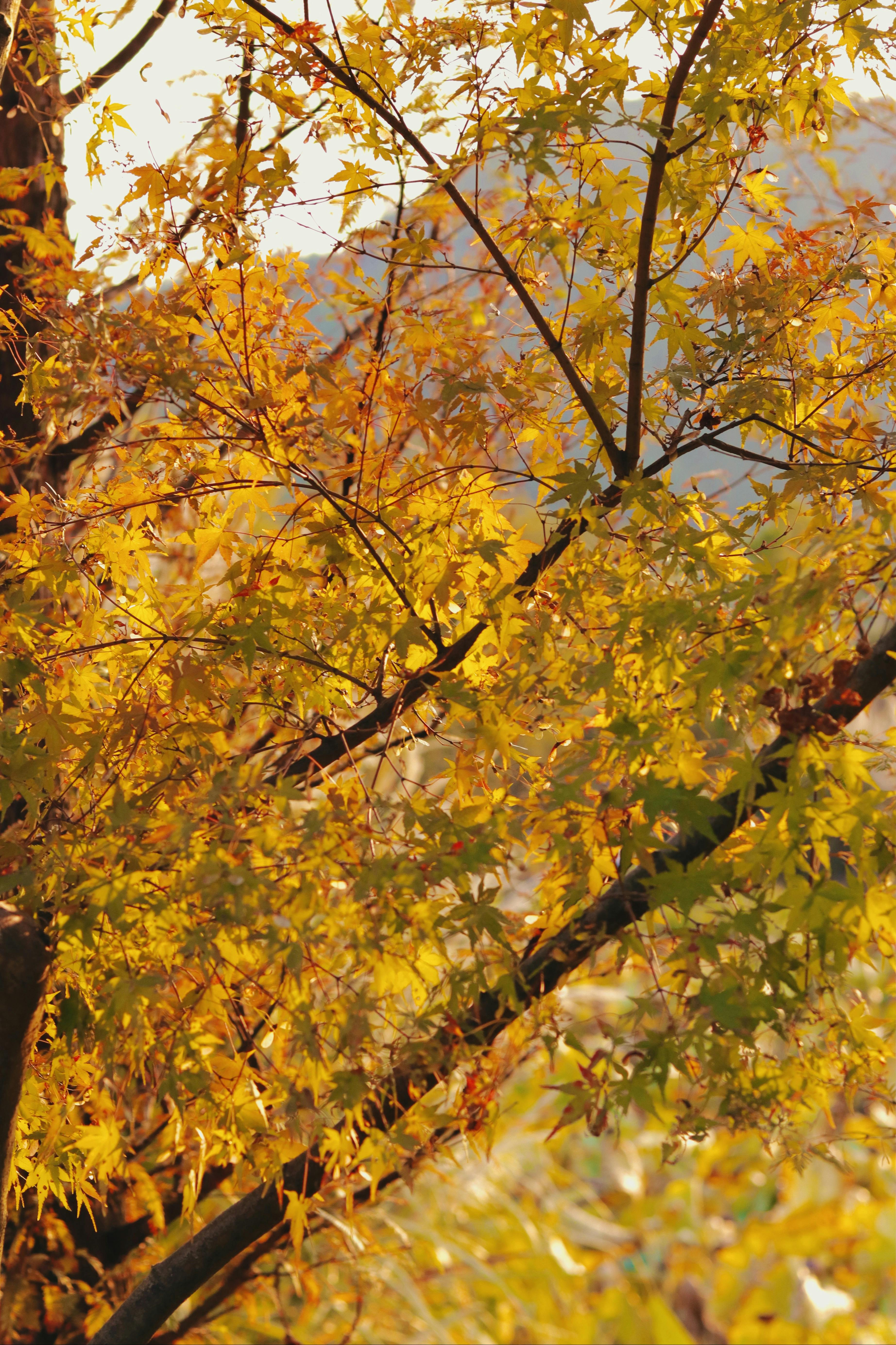 Yellow Leaves Photos, Download The BEST Free Yellow Leaves Stock Photos &  HD Images