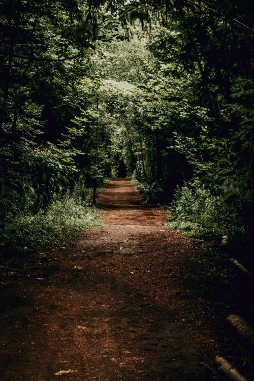 Free A serene forest path surrounded by dense green trees, perfect for tranquil walks. Stock Photo