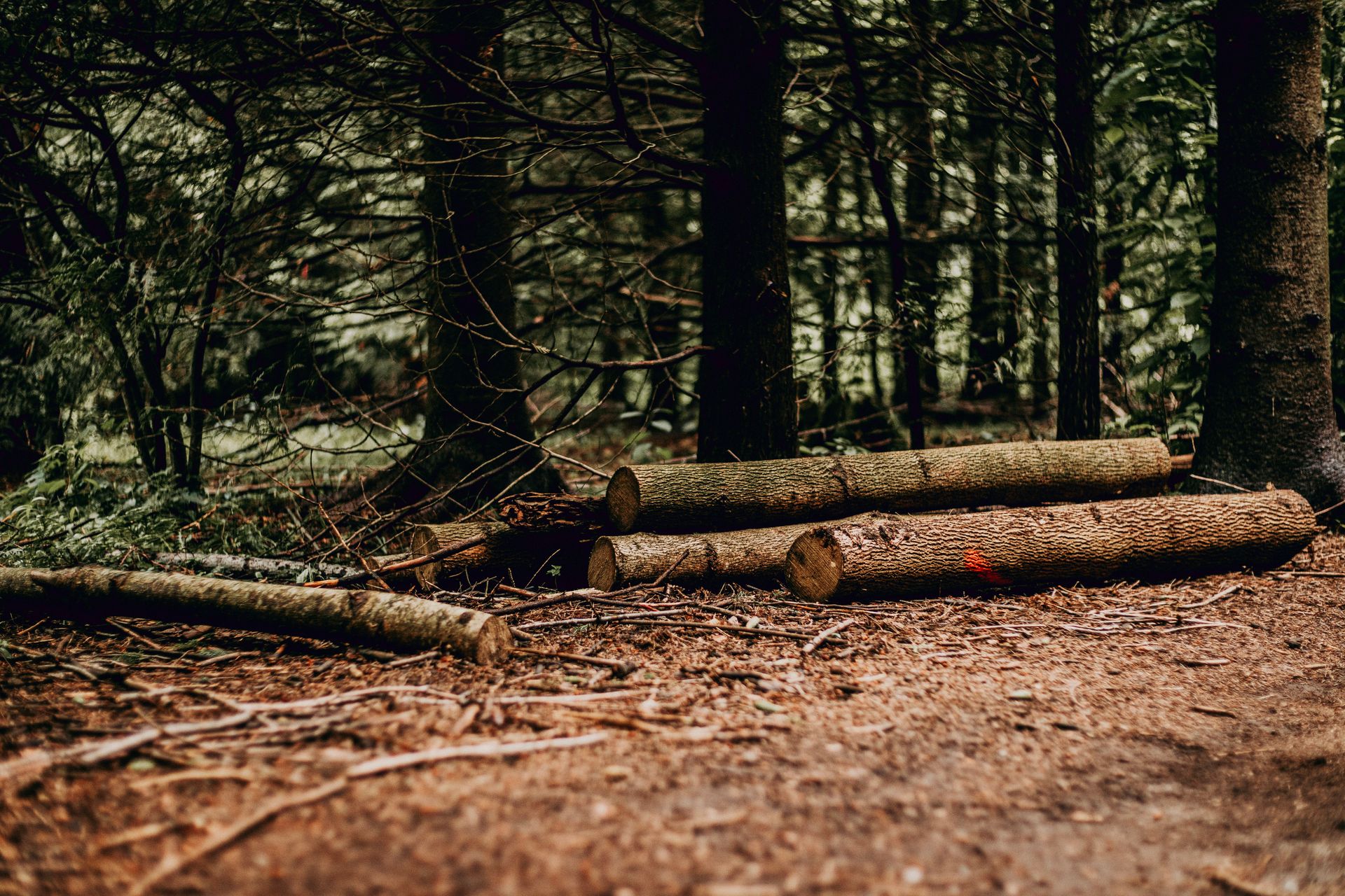 Peaceful forest scene with stacked wooden logs on the forest floor, surrounded by dense trees.