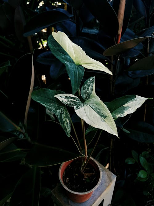 Immagine gratuita di angolo alto, botanico, crescendo