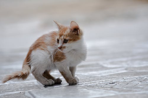 Fotos de stock gratuitas de fondo de gato, gato, inocente