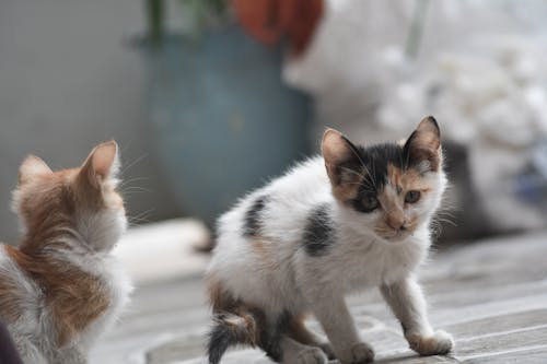 Fotos de stock gratuitas de animal, fondo de invierno, gato