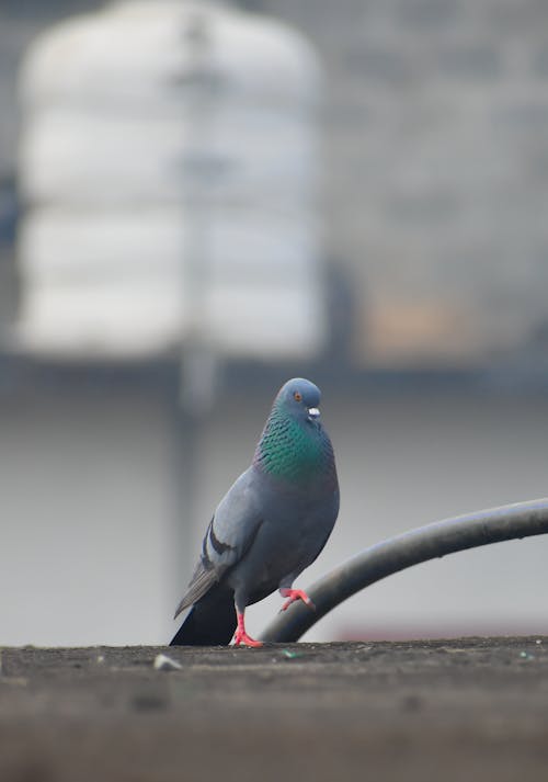 Pigeon in Blurred Background 