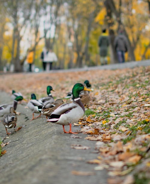 Photo of Mallards near Leaves