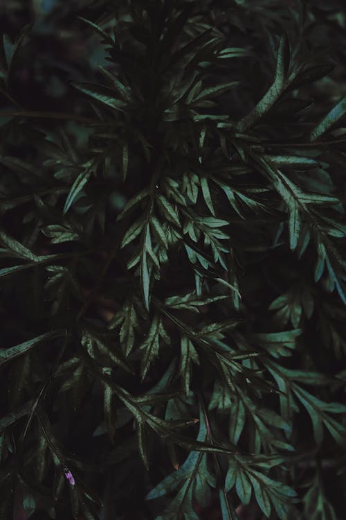 Darmowe zdjęcie z galerii z fotografia roślin, pionowy strzał, zbliżenie