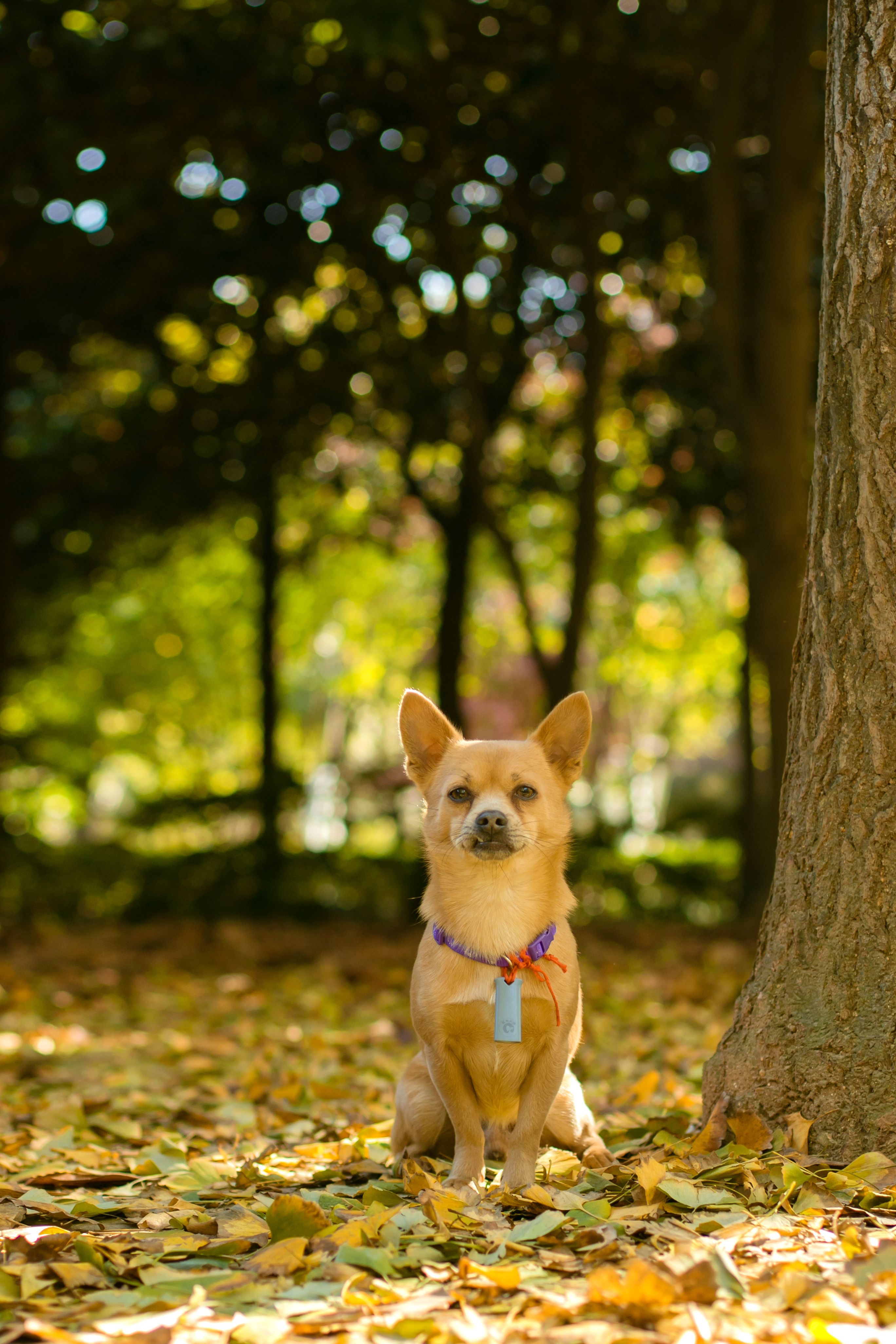 portrait-of-cute-chihuahua-free-stock-photo
