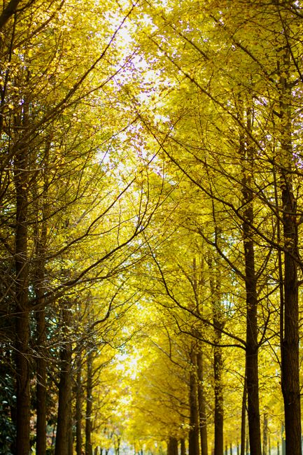 Fotomural Una hermosa toma vertical de árboles amarillos en un bosque de otoño, mostrando la belleza de la naturaleza.