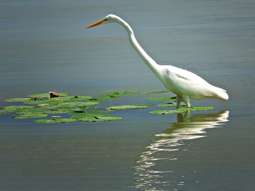 Free stock photo of bird, canada, egret