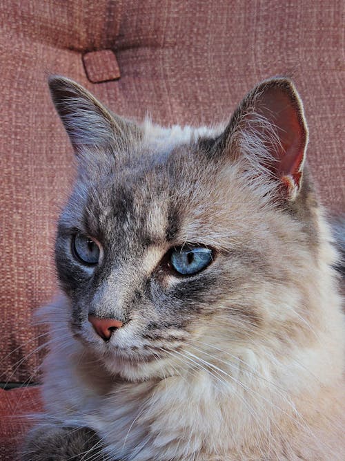 Free stock photo of animal, blue eyes, cat
