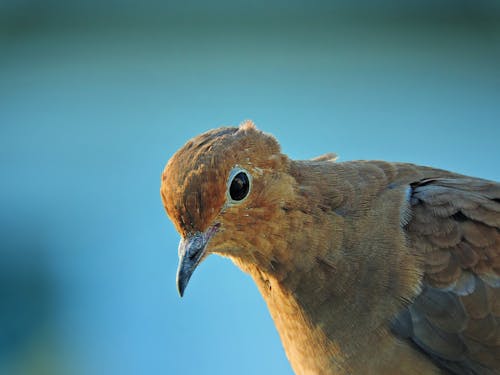 Free stock photo of bird, turtledove