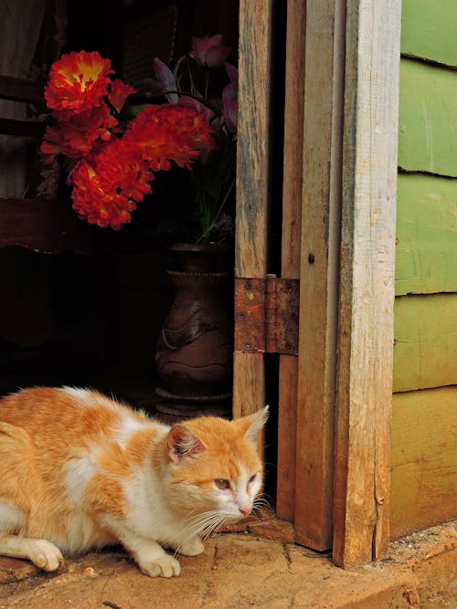 Free stock photo of animal, cat, cuba