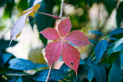 Close-Up Shot of Leaves