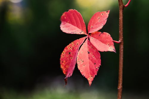 Close-Up Shot of Leaves