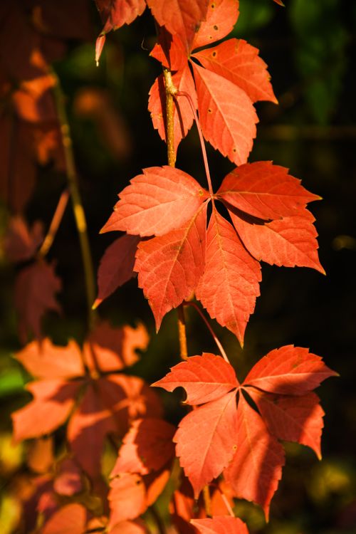 Free Stunning close-up of red leaves illuminated by autumn sunlight, capturing nature's beauty. Stock Photo