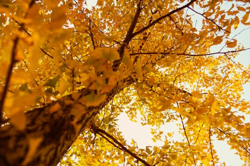 Kostenloses Stock Foto zu baum, herbst, low-angle-shot