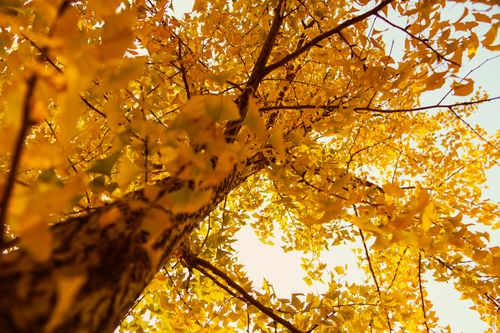 Free Low-angle shot of a tree with golden autumn leaves against a bright sky. Stock Photo