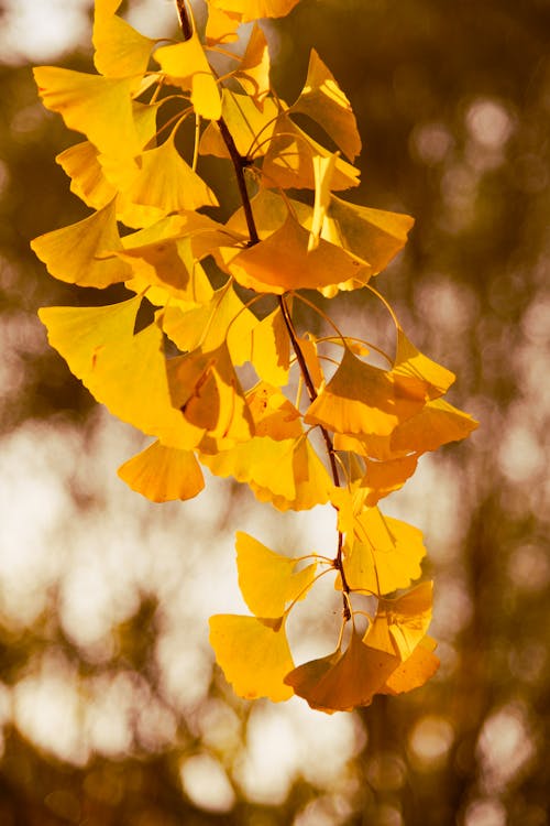 Close-Up Shot of Yellow Leaves