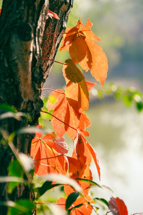 Free Close-up of vibrant orange autumn leaves on a tree trunk, capturing the beauty of fall foliage. Stock Photo