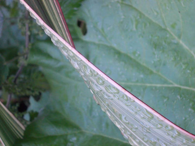 Students observing botanical specimens in natural outdoor learning environment