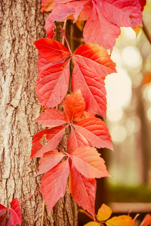 Free Beautiful red leaves on a tree trunk in autumn, showcasing nature's vibrant colors. Stock Photo