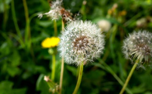 Gratis stockfoto met bloeiend, bloemachtig, bloesem