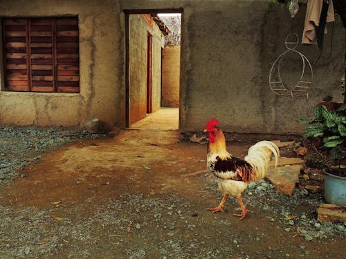 Free stock photo of cock, cuba