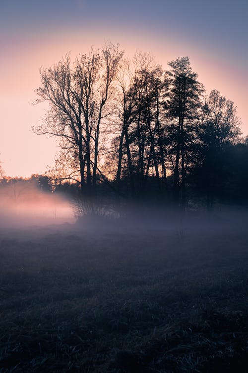 Foto d'estoc gratuïta de amb boira, arbres, bromós