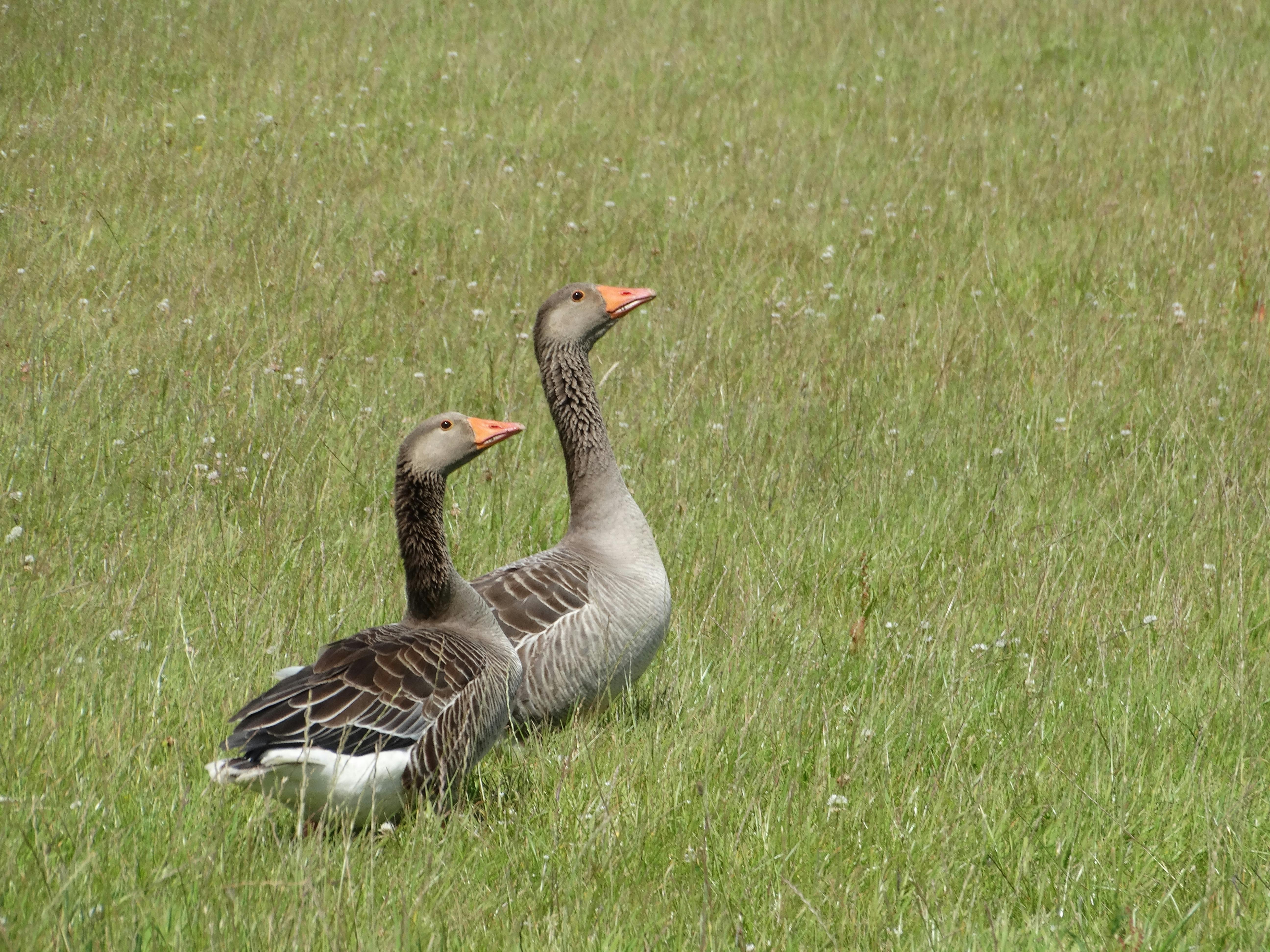 Free stock photo of gooses, grassland