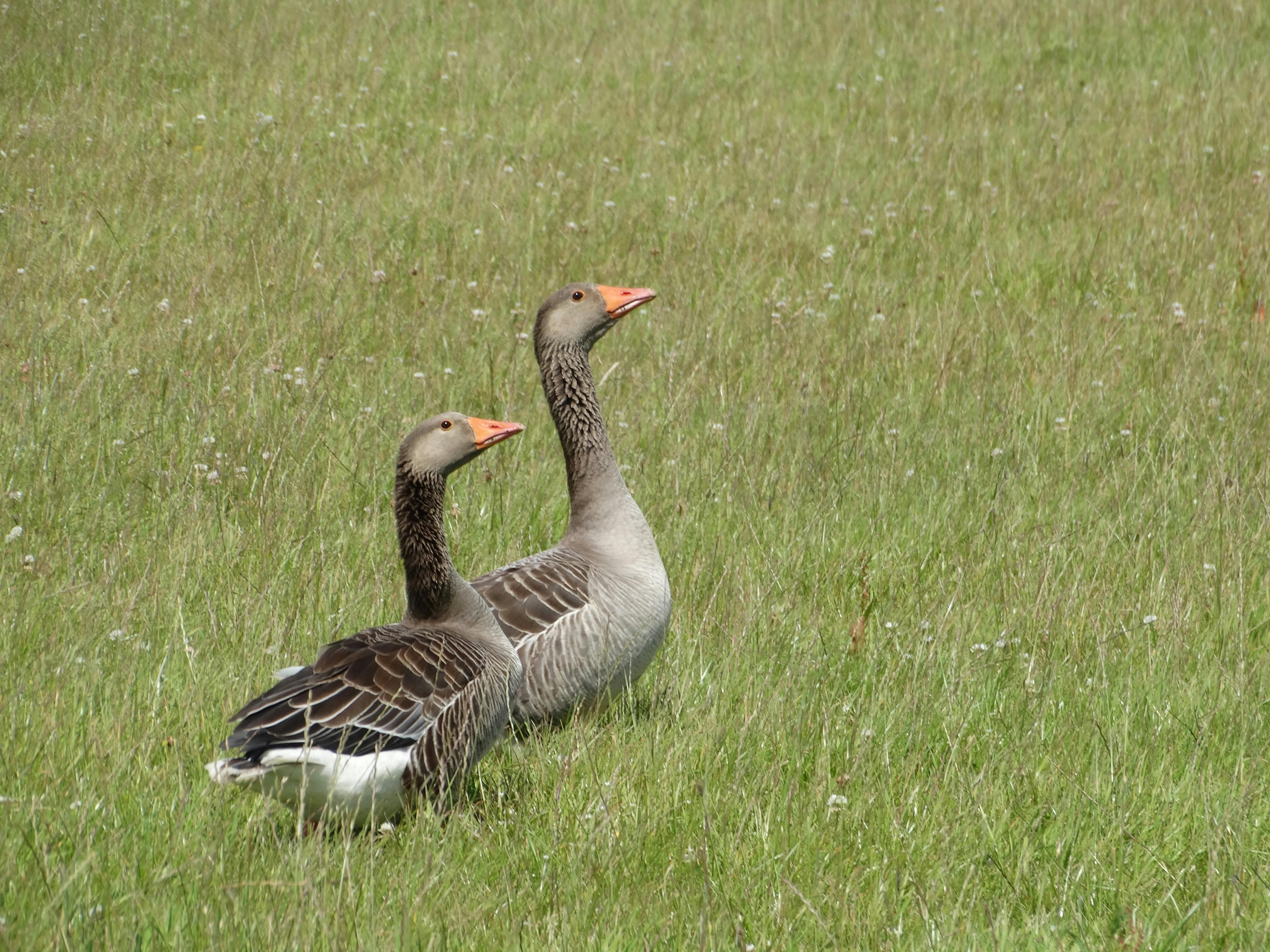 Free stock photo of bird, gooses, grassland
