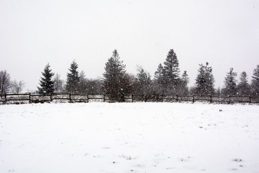 Snowy meadow fenced in forest