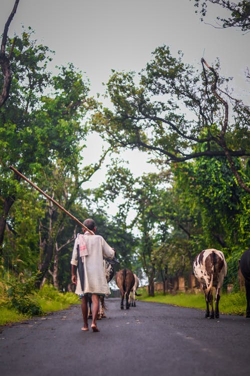 A Man Walking n the Road Beside the Cows