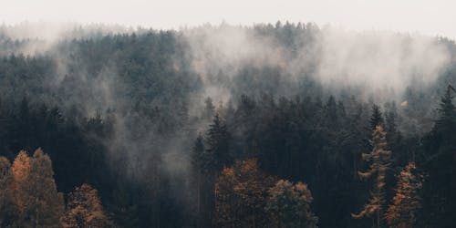 Kostenloses Stock Foto zu dichter nebel, drohne erschossen, grüne bäume