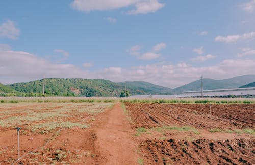 Brown Soil