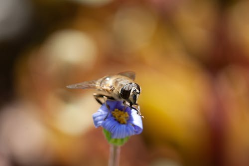 Bee on Purple Flower