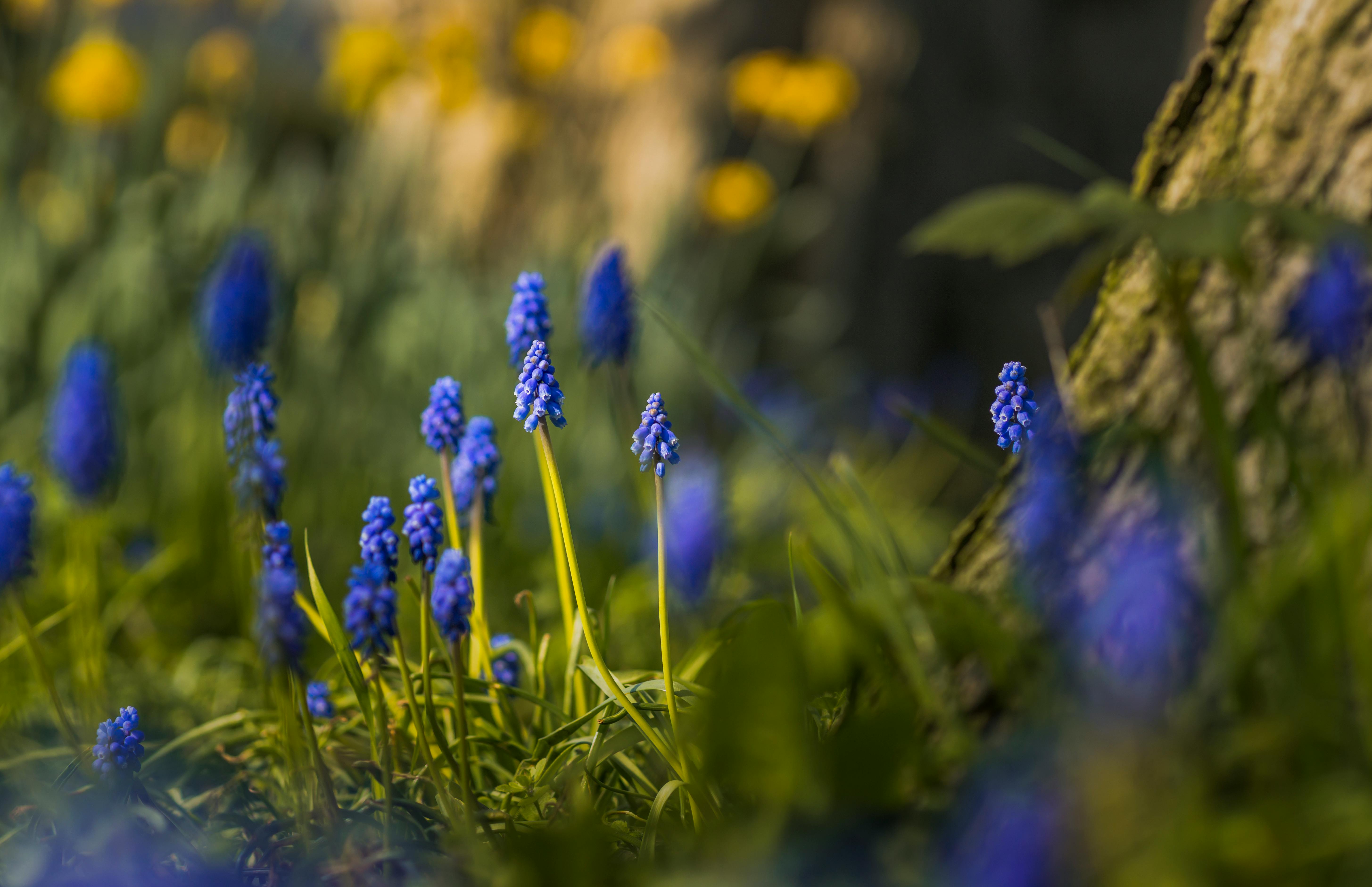 Muscari Photos, Download The BEST Free Muscari Stock Photos & HD Images