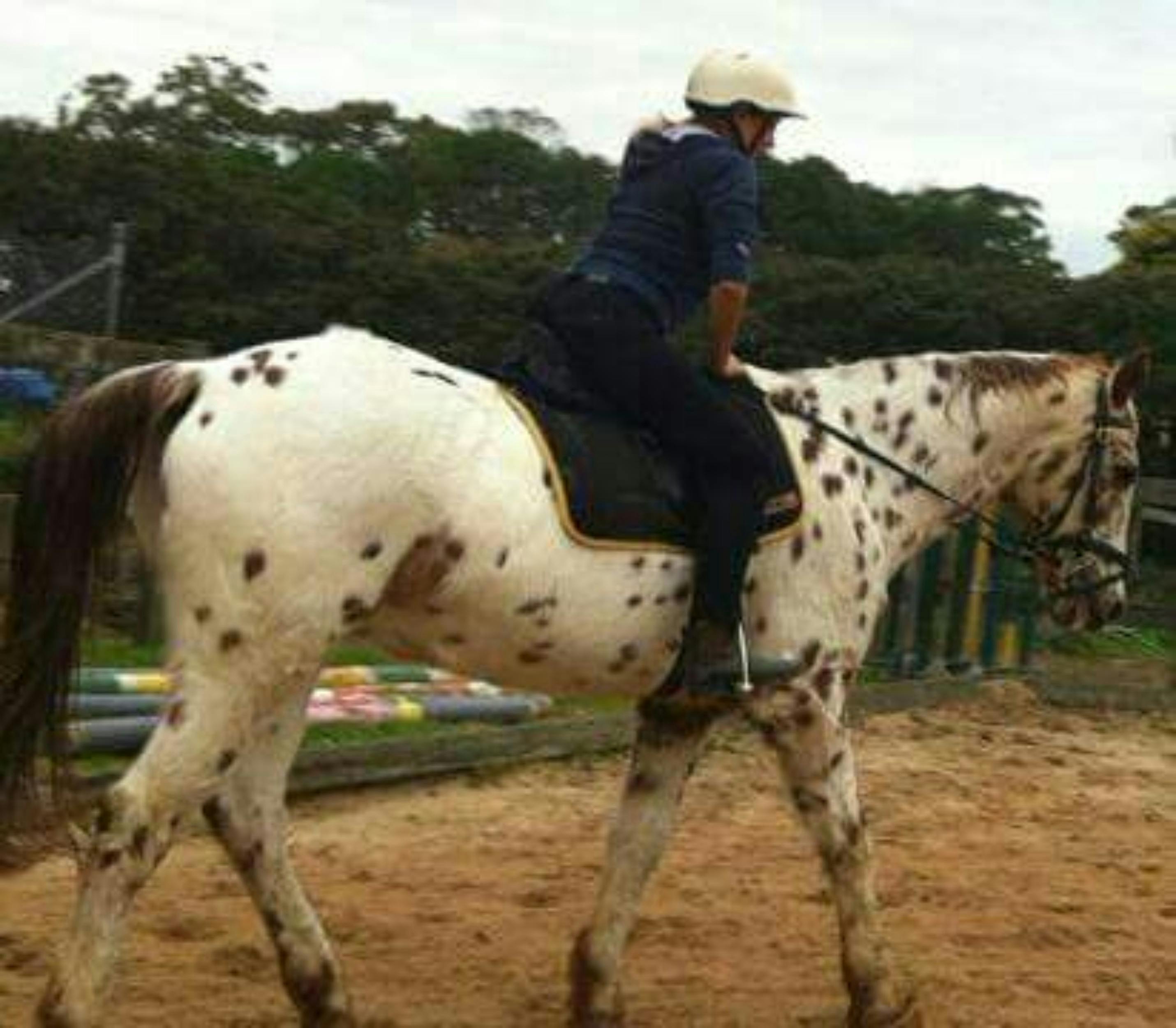 free stock photo of myriam borg horse riding