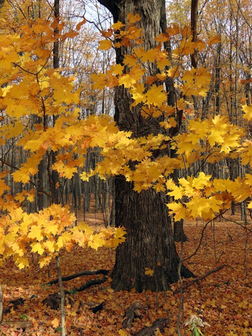 Yellow Maple Leaves Beside Brown Tree Trunk