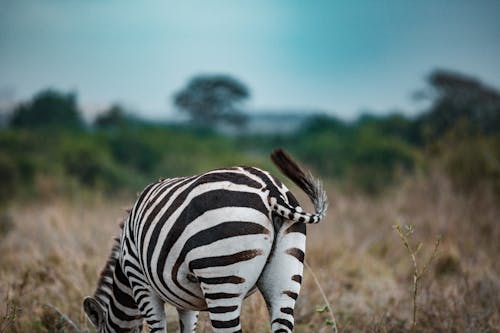 Zebra Eating Grass